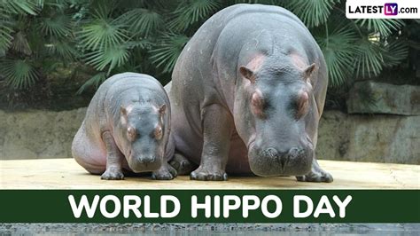 world hippo|Iba pa.
